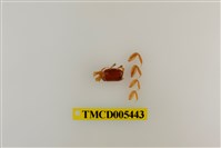 藏品(乳白南方招潮蟹)的圖片